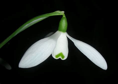 Galanthus Elwesii Mrs Macnamara Eirlys Elwes Greater Snowdrop