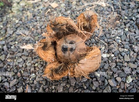 Coconut In A Husk Stock Photo Alamy