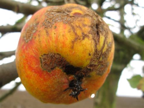 Kostenlose Foto Apfel Natur Frucht Alt Lebensmittel Produzieren