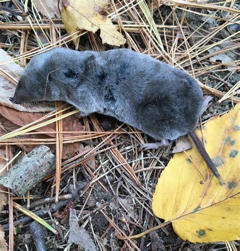 Northern Short Tailed Shrew