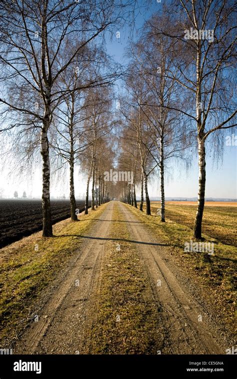 A Long Tree Lined Driveway On A Farm In Southern Germany Stock Photo