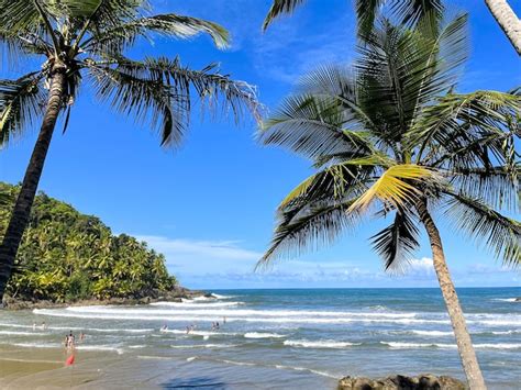 Palmeiras Altas Nas Praias De Itacar Bahia Na Trilha Das Praias