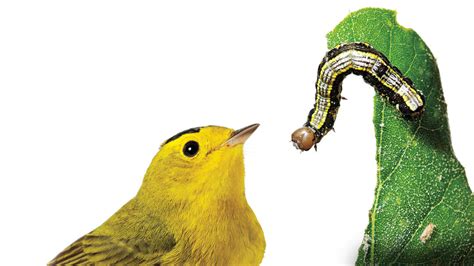 How To Create A Bird Friendly Yard Audubon