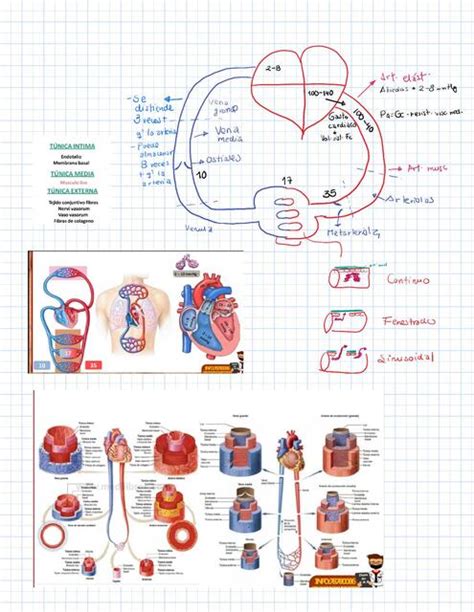 Presion Arterial Sthefani Oporto Zambrana UDocz