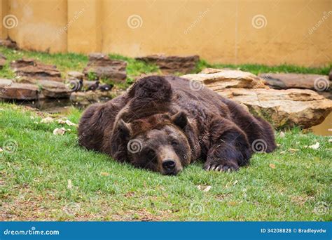 Brown Bear Sleeping stock photo. Image of tired, claws - 34208828