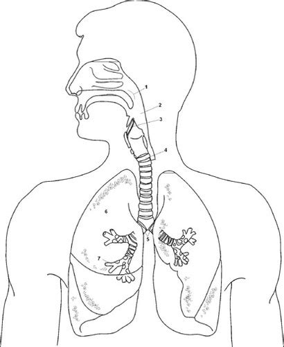 Sistema Respiratorio Flashcards Quizlet