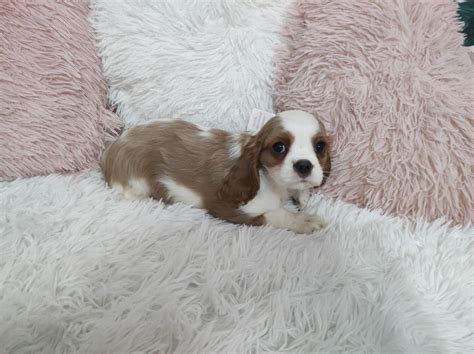 Cavalier King Charles Spaniel Pies Warszawa R Dmie Cie Olx Pl