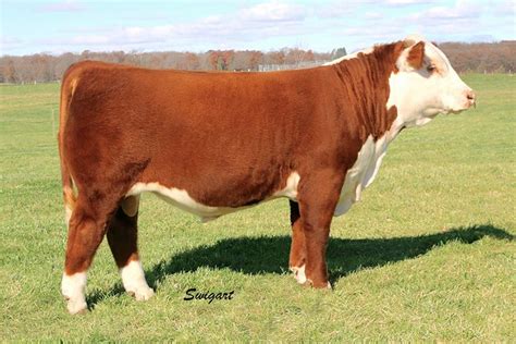 Horned Hereford Bulls