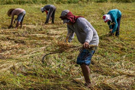 Planting Rice Not Anymore Fun For Filipino Farmers Due To Disasters