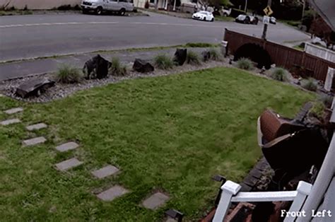 Vigilante Justice For The Porch Pirates Who Steal Doorstep Packages