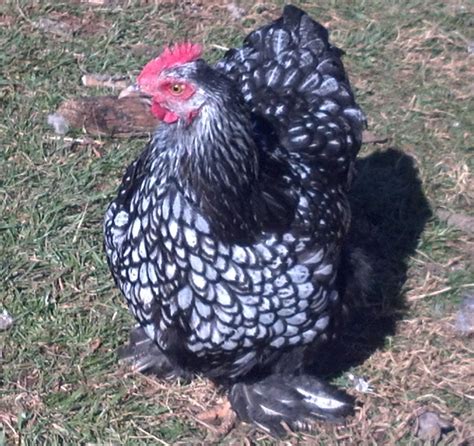 Silver laced Cochin Bantams | BackYard Chickens - Learn How to Raise ...