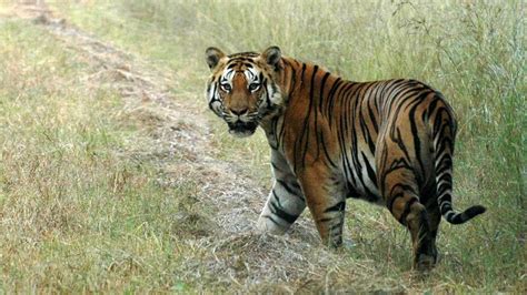 Tiger conservation authority asks Odisha to start India’s first melanistic tiger safari | Latest ...