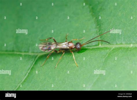 Braconid Wasp Braconidae Stock Photo Alamy