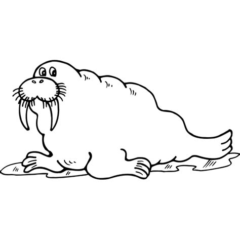 Walrus Drawing Free Svg