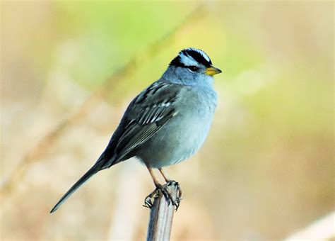 White Crowned Sparrow Project Noah