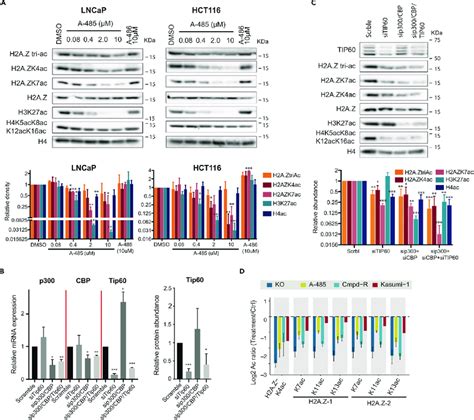 Inhibition Of Tip60 And P300 Decrease H2az Acetylation In Cancer Cell