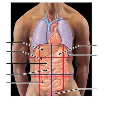 Naming Structures Exam A P Anatomical Relationships Diagram Quizlet