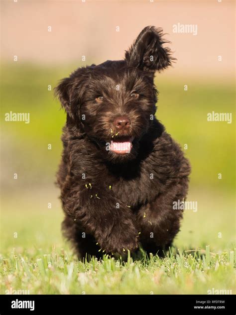 Cute Chocolate Australian Labradoodle Puppy Running Towards Camera