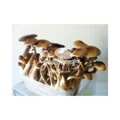 Kit De Cultivo De Setas Psilocybe Cubensis Ecuador Supra Growkit