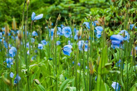 100 Things That Are Turquoise In Nature Full List And Photos Color