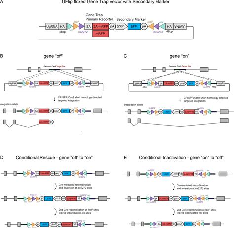 Cre Lox Regulated Conditional Rescue And Inactivation With Zebrafish