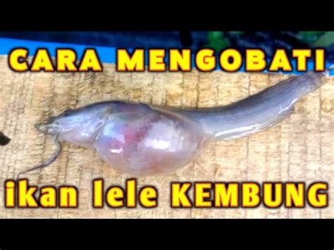 Cara Mengobati Penyakit Kembung Pada Ikan Lele Apa Penyebab Ikan Lele