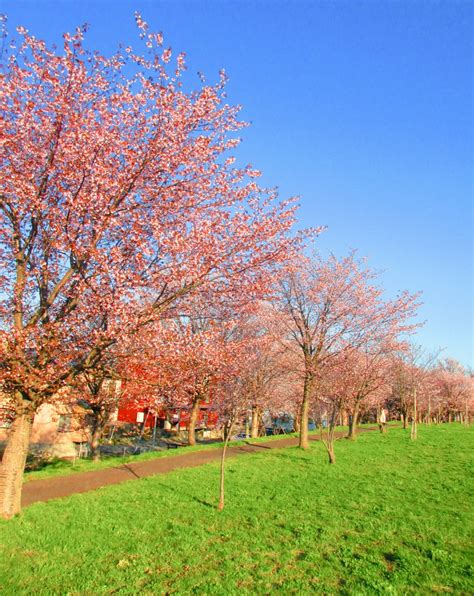 翔太🌟friendly😆 On Twitter 今日は近所の河川敷で 桜が綺麗に咲いてました