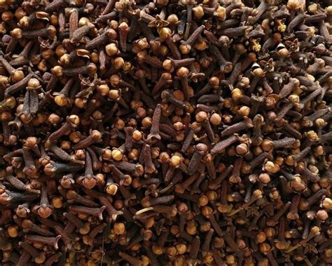 Brown Whole G Dried Cloves Packaging Size Kg At Rs Kg In Vasai