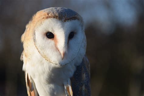 Record Number Of Barn Owls Breed In 2023 Thanks To Birdwatch Ireland