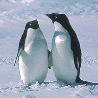 Antarctic animal adaptations, penguins, seals, krill, whales