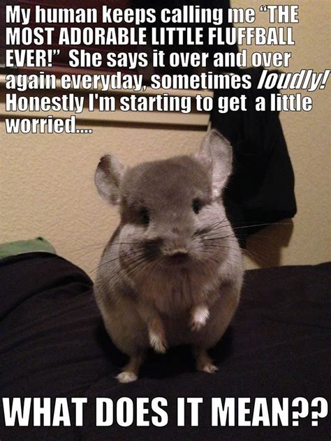 15 best Funny Chinchilla Stuff images on Pinterest | Chinchillas ...