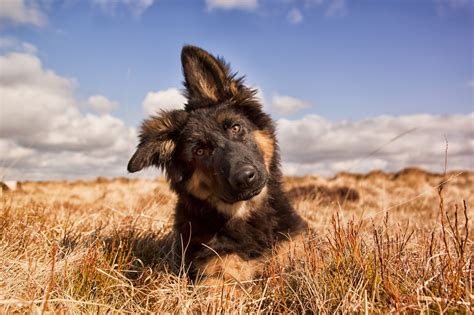 Gsd Puppy Gsd Puppies Cute Puppies Puppies