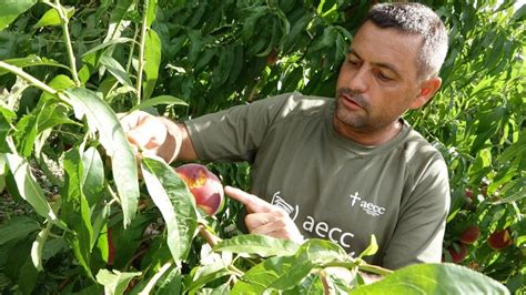 El Granizo Da A Unas Hect Reas De Frutales En Fraga Noticias De