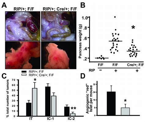 Importance Of Coup Tfii In Angiogenic Switch And Tumorigenesis In