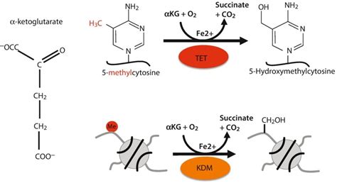 Fig 9 10 α ketoglutarate αKG is a co substrate Introduction