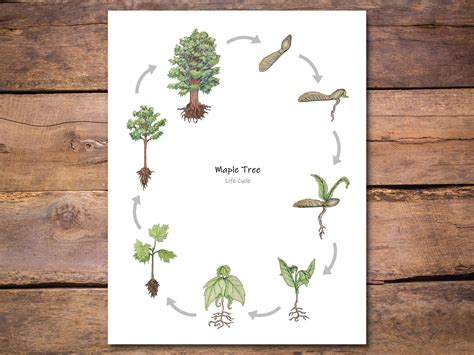 Life Cycle Of A Tree Free Printable