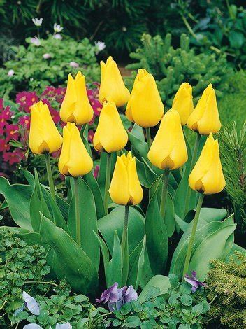 Tulipan Botaniczny Tulipa Greigii Golden Tango 5 Szt Sklep