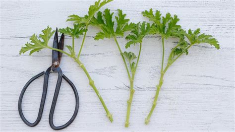 Geranium Propagation Simple Steps For More Pelargoniums Gardeningetc