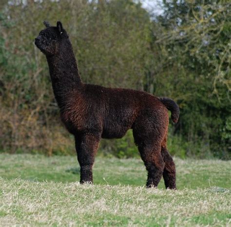 The Animals - Inca Alpaca