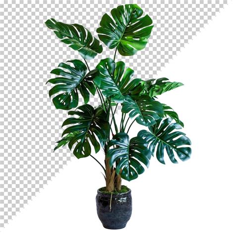 Premium PSD Psd Monstera Deliciosa Png Isolated On Transparent Background