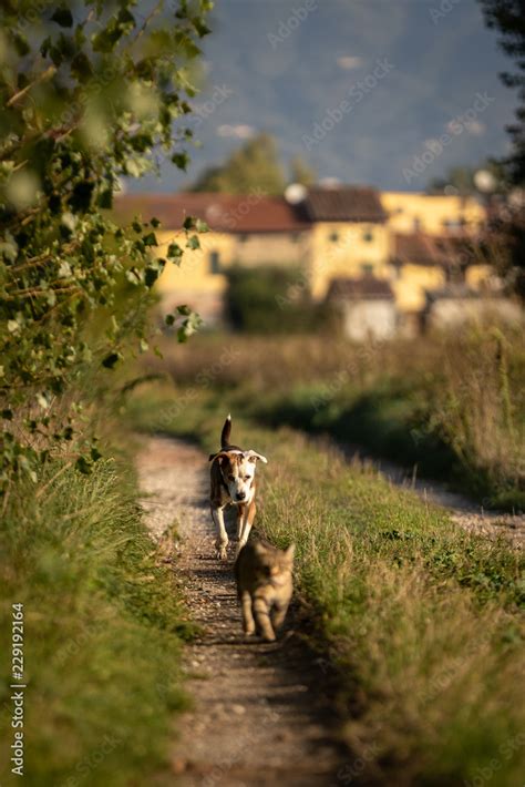 Cane e gatto Stock Photo | Adobe Stock