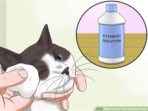 How to Give Your Cat Eye Drops: 11 Steps (with Pictures) - wikiHow