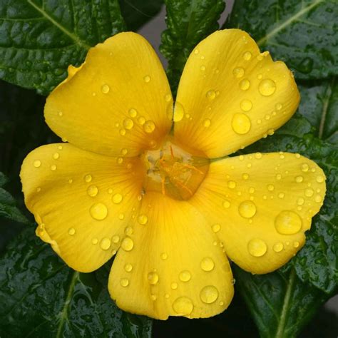 7 Benefits of Damiana (Turnera diffusa or Aphrodisiaca)
