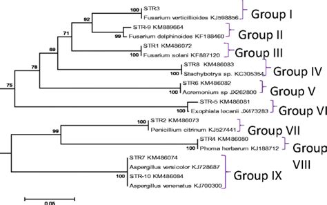 Its Sequence Based Phylogenetic Tree Constructed Using Mega Software