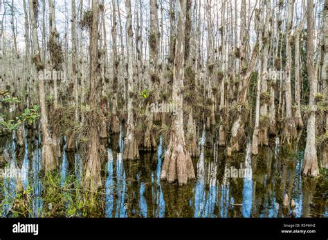 Big Cypress National Preserve Hi Res Stock Photography And Images Alamy