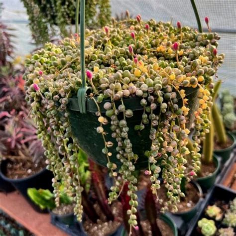 8” Variegated String Of Pearls Hanging Basket Variegata Succulent