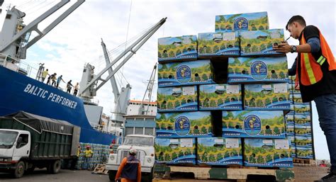 96 03 Millones De Cajas De Banano Exportadas En 2023 Enfoquec