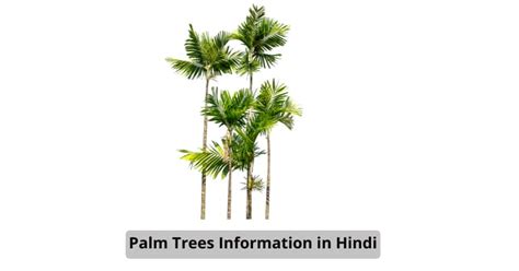 Palm Tree Information in Hindi | खजूर के पेड़ की जानकारी - Hindi Mail