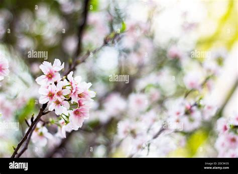 Cherry Blossoms In Taipei Taiwan Stock Photo Alamy