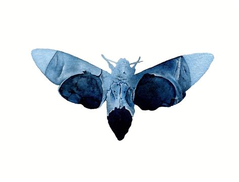 "Death Head Hawk Moth Skull Eyes" by HollyKhraibani | Redbubble